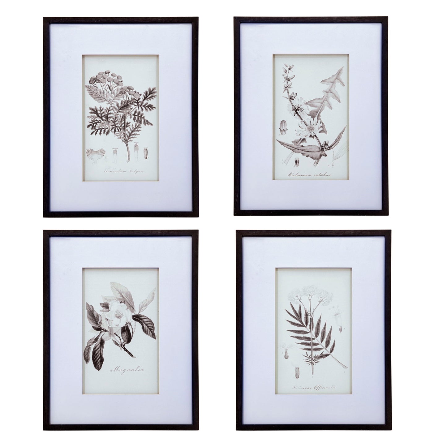 Botanical Wall Art Prints, Home Decor For Living Room Dining Room, Bedroom, Hallway (Set of 4) - White / Black
